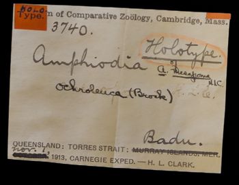 Media type: image;   Invertebrate Zoology OPH-3740 Description: Labels for this specimen included in the specimen tray.;  Aspect: labels